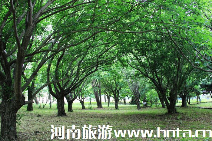 鄭州飛濟(jì)州島旅游包機(jī)