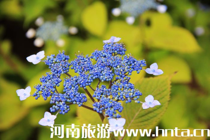 鄭州飛濟(jì)州島旅游包機(jī)