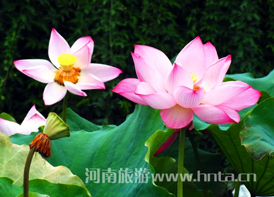 河南賞何花目的地推薦