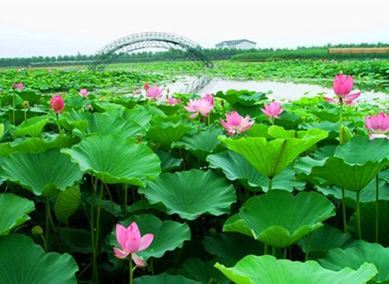 �߿��W(xu��)���p���� ���Ͼ��^(q��)�����]