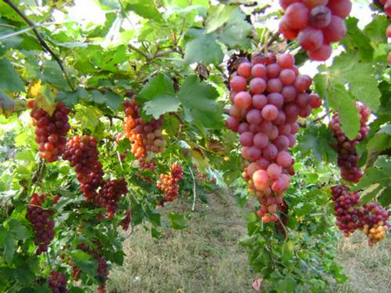 ����ЙC(j��)�������� ����w��ժ�Ę�Ȥ