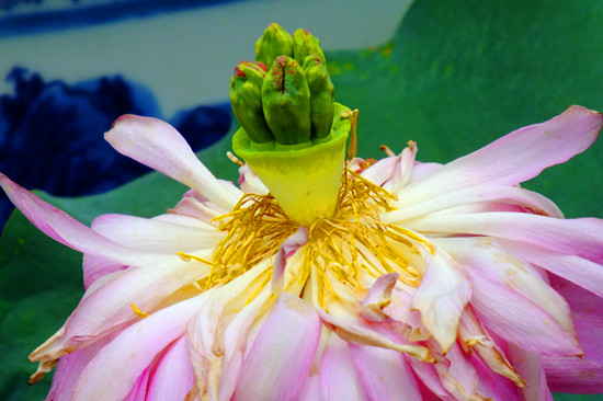 ����ɏ�~�o�F�� ��ԭ�ɻ����