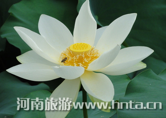 ���Gɽ���@�ɻ���ɏչ�_(k��i)չ