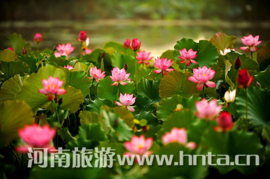 ��ꖌ��������p�� ���ߌû�ꖺɻ���(ji��)7��8���_Ļ