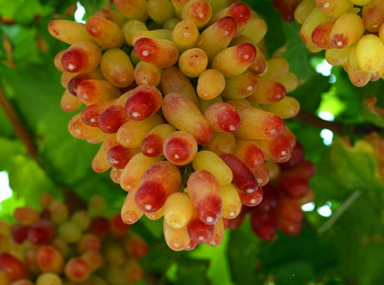 �GԴɽˮ�Ϲ��h�� ����ȥ��ժ