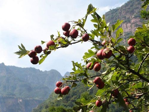 ���37���t�� �f(w��n)��ɽ�����