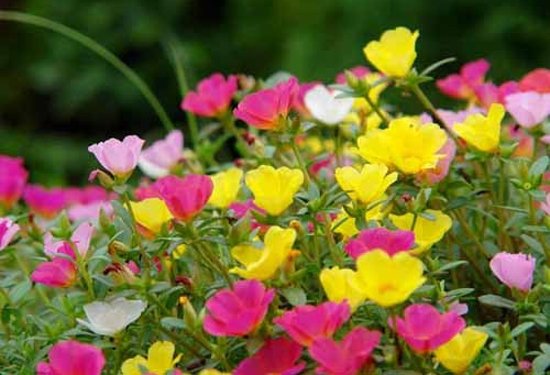 ���������� �G���@��(l��i)����̫�(y��ng)����