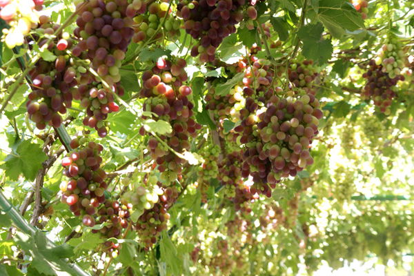 �S��߅���������� ��ȥ��ժ��