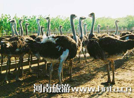 初秋來臨 甄選鄭州周邊地區(qū)最熱旅游地