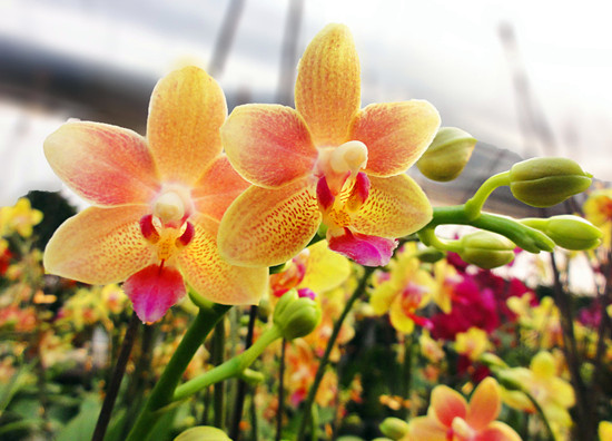 ���ݾG���@�＾�����mչ�o��ܹĻI����