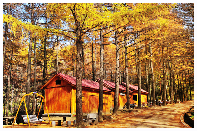 �����������ɭ������ �@������з���