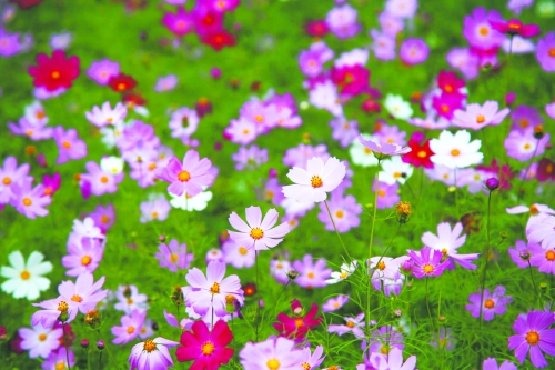 35����d��&ldquo;��&rdquo;· ���c̫�д�{���F���p��