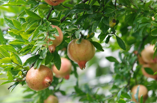 ��ꖺ��ʯ��(ji��)����Ʒ�L��ζʯ�� �w����l(xi��ng)�L��