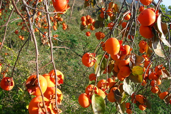 ����Ϲ���ժ�� ��ĩ����������