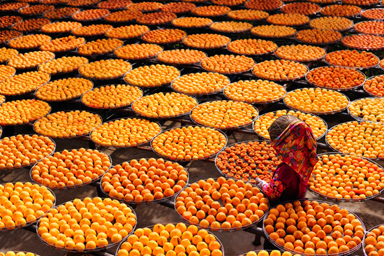 ����Ϲ���ժ�� ��ĩ����������