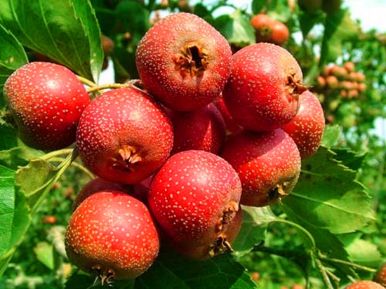 ����Ϲ���ժ�� ��ĩ����������