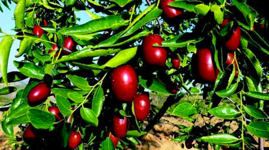 �����S�۹���I(l��ng)�ԗ��l(xi��ng)�L(f��ng)��