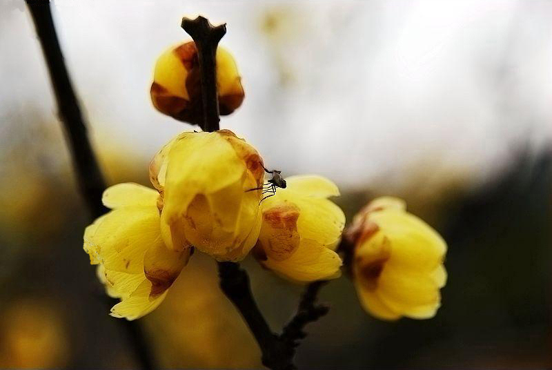 ������۳���D÷�Ļ���(ji��)ʢ���_Ļ������