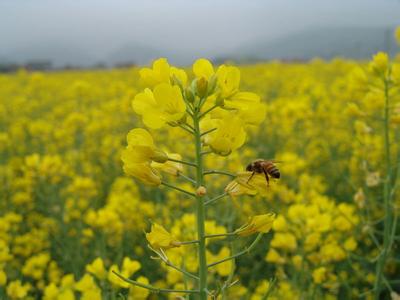 ���Ҵ���������ɫ 2014�_ƽ�Ͳ˻��Дzȫ����