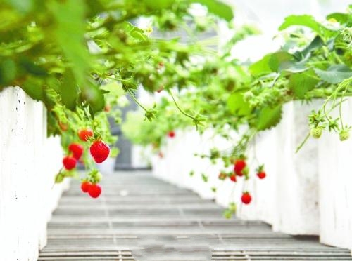 ��ĩ�Ͳ�ݮ��(l��i)һ��(ch��ng)�s&ldquo;��&rdquo; ������߅ȥ�L�r