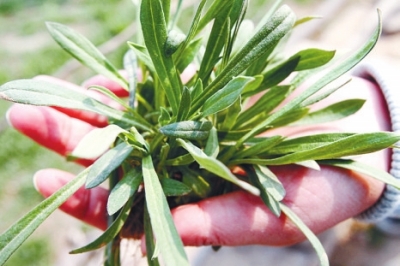 ��������Ұ��ȥ���� ���ݲ��ھ�·�D����