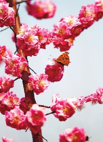 ���|�^(q��)��ɫʮ�� �p����ȥ̎