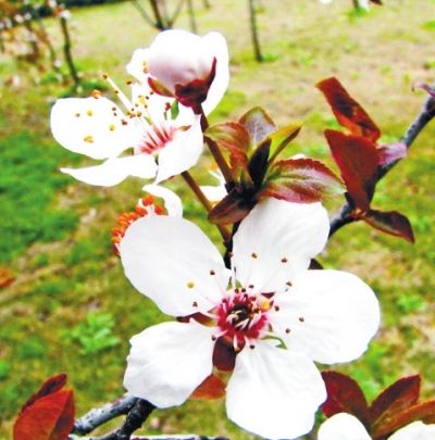 ��ɫʮ�� �p����ȥ̎