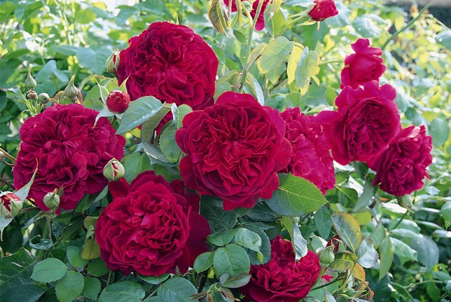 �p��֮�� ȫ���p��ʢ��TOP8