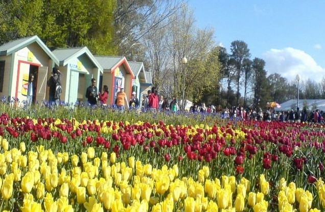 �Ĵ�����������