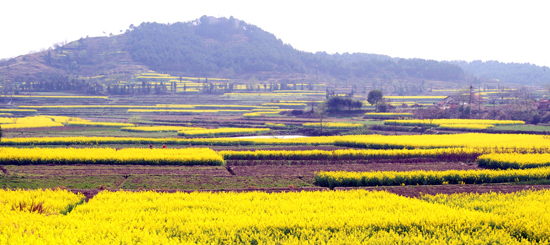 ���Ͳ˻������h �P�c�����ۺ����Լ����Ͳ˻���