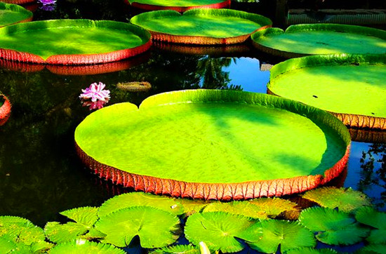 ���Gɽ���@���軨��Ȼ�_