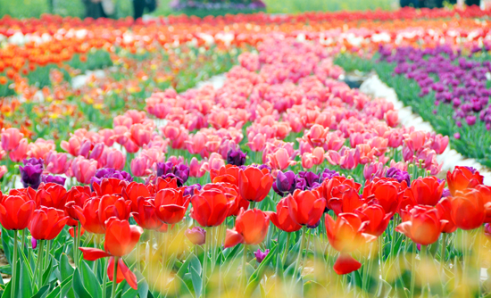 �p���αص����� ʡ��(n��i)�p�����ε����]