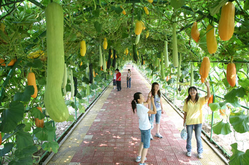 鄭州市及周邊農(nóng)家樂采摘地匯總