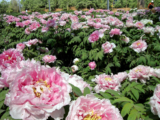 ��ԭ������Ʊ��ֱͨ܇ϵ��&mdash;&mdash;�������ĵ���@