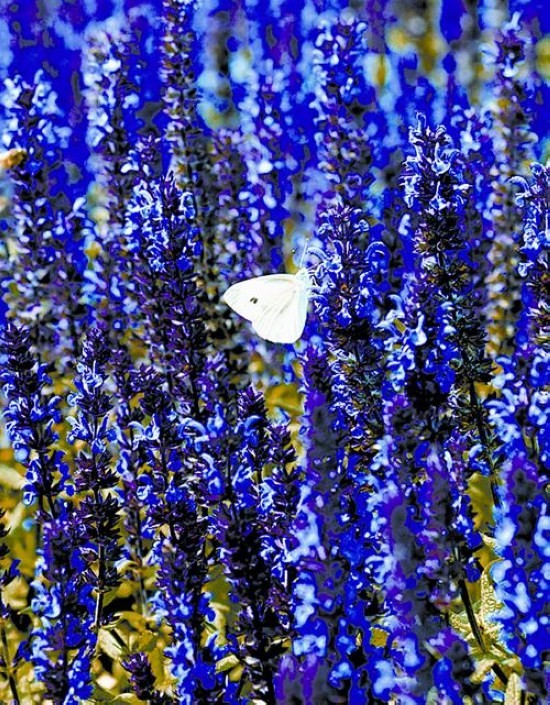 ����&ldquo;��ɫ�ĺ�&rdquo;