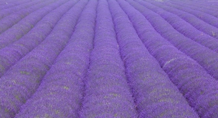 ���m˹޹�²��f�@