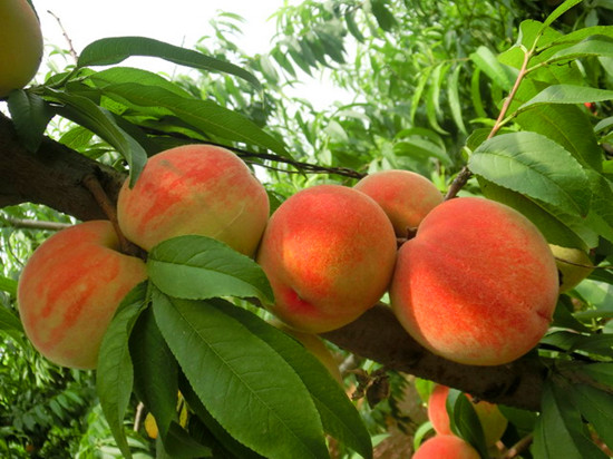 â�Xɽǧ���҈@