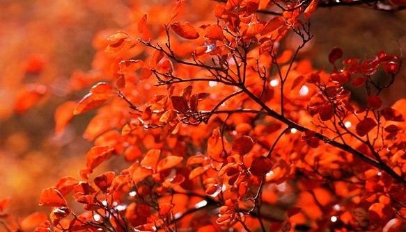 �������e�k2015�t�~��(ji��)