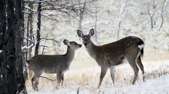 ����ɽ��&bull;��ѩ���@��ѩ������¡���_�I(y��)