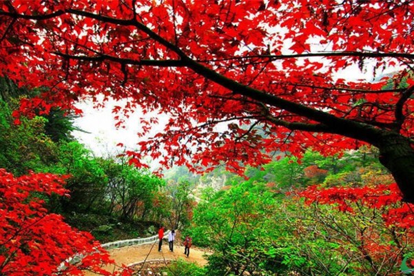 ���˷����c�����c������ �Ͻ�Xӭ�����θ߷�