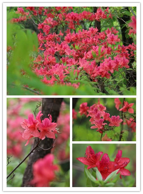  4��25��������50��λ��������������δ��ǰ�����R̶���^(q��)���棬��(bi��o)־����-�质���R̶����ֱͨ܇��ʽ�_ͨ��