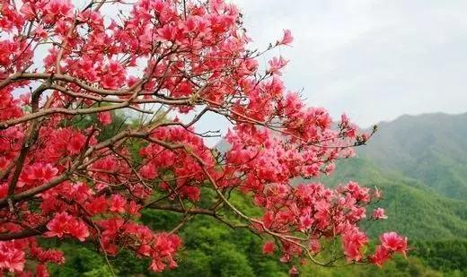 ��������������Mʢ��֮��ˇ�ݳ�